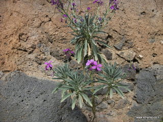 lla Calanna07-04-2013 09-05-49